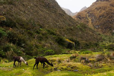 Andes Inca Trail boyunca üzerinde yeşil çim yeme llamas. Hiçbir insan.