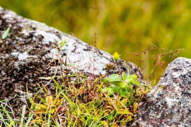 Antik taş minik çiçekler.