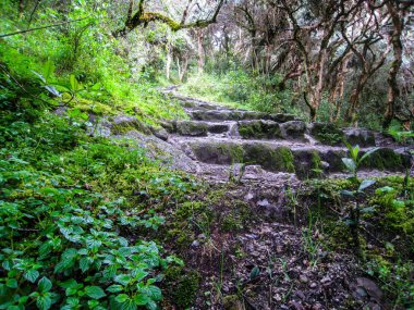 Taş döşeli yol Machu Picchu, Peru.