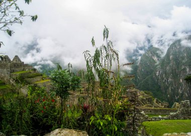 Machu Picchu çeşitliliği çiçek.