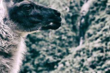 Alpaka için Machu Picchu Inca izinde. Peru. Güney Amerika.