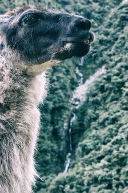 Lama için Machu Picchu Inca Trail vahşi ormanda.