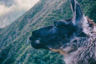 Belgili tanımlık Andes dağ Lama düşüncesinde. Peru. Güney Amerika.