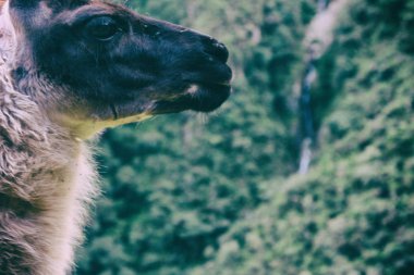 Lama için Machu Picchu Inca izinde. Peru. Güney Amerika.