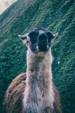 Lama için Machu Picchu Inca izinde. Peru. Güney Amerika.