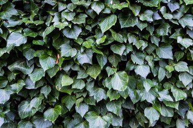 Yeşil duvar yapraklar. Doku doğa duvar kağıdı.