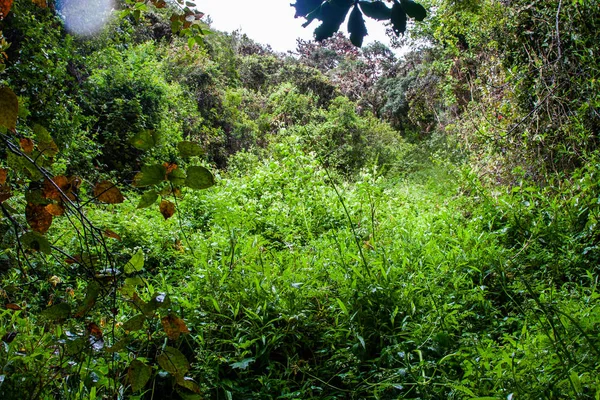 The jungle of the Andes. — Stock Photo, Image