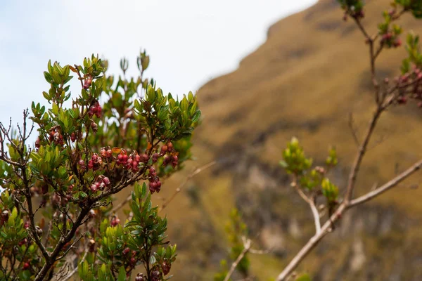 Rote Blumen auf dem Inka-Pfad. — Stockfoto