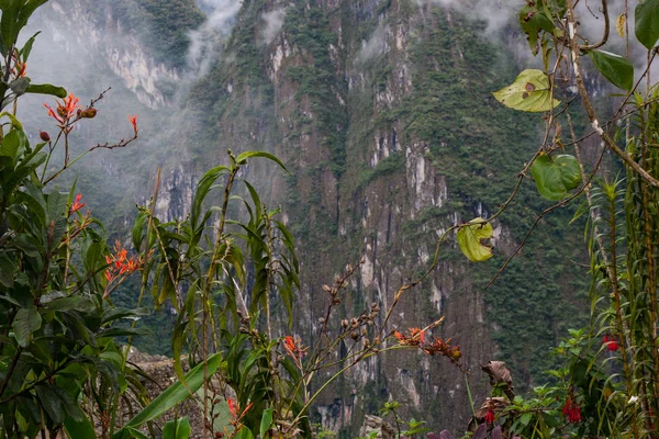 Fuchsia boliviana bloem op de Inca Trail naar Machu Picchu in Peru. — Stockfoto