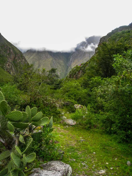 A path with cactus in the Andes mountains. — Stock Photo, Image