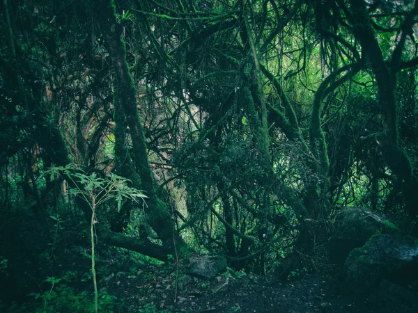 Bosque lluvioso salvaje en las montañas de los Andes. Perú. América del Sur . —  Fotos de Stock