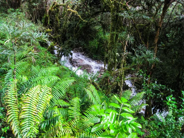 Agua en la selva . — Foto de Stock