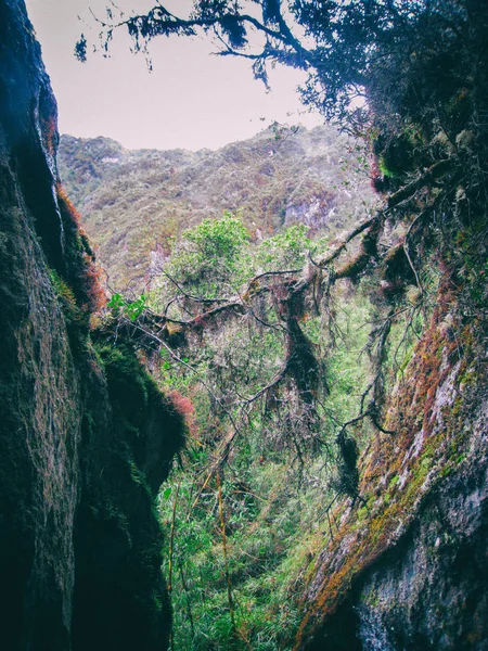 Wilder Regenwald auf den Anden-Bergen. Peru, Südamerika. — Stockfoto