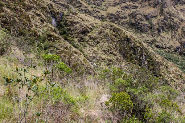 Detalle de la naturaleza virgen en las montañas de los Andes . —  Fotos de Stock