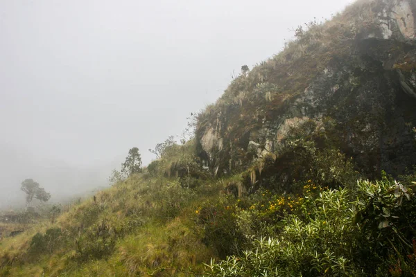 Nature and flowers in mist.