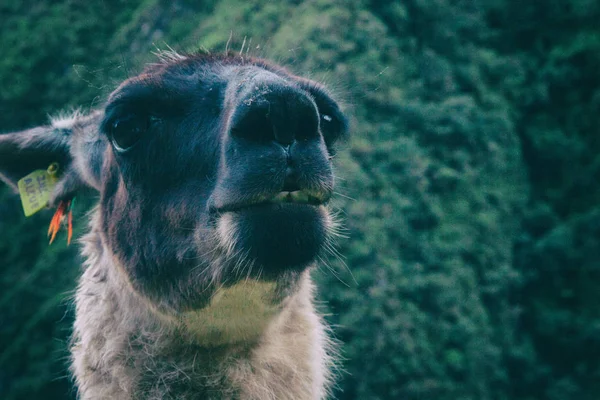 Lama portre. Inca Trail. Peru. Güney Amerika. Hiçbir insan.