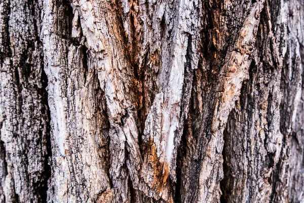 Struttura in legno di albero. Sfondo della natura . — Foto Stock