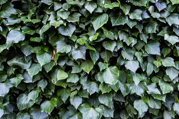 Yeşil duvar yapraklar. Doku doğa duvar kağıdı.
