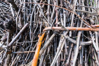 Gruplandırılmış dalları odun kesmek.