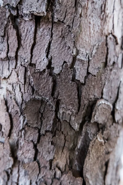 Corteccia incrinata di un albero . — Foto Stock