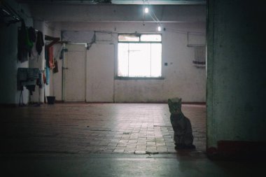 Kırık bir binanın çürümüş zemininde yalnız kedi.