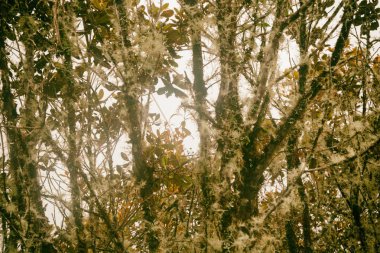 Vahşi orman için Mchu Picchu Inca izinde. Peru, Güney Amerika.