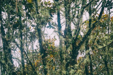 Belgili tanımlık Andes dağ üzerinde Antik kalbinde vahşi orman Mchu Picchu Inca Trail. Peru, Güney Amerika. Hiçbir insan.