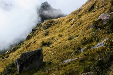 Vahşi dağlarda yalnız sarı çiçek.