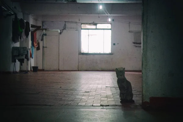 Einsame Katze im verfallenen Fußboden eines rissigen Gebäudes. — Stockfoto