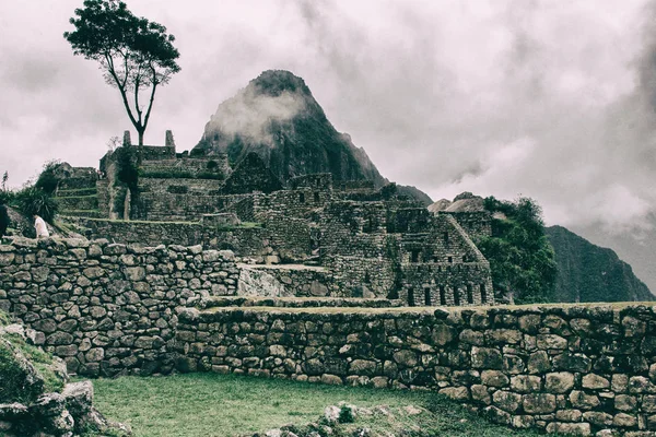Un arbre au cœur des ruines du Machu Picchu . — Photo