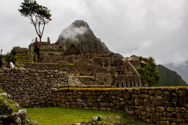 Un grand arbre au cœur du Machu Picchu . — Photo