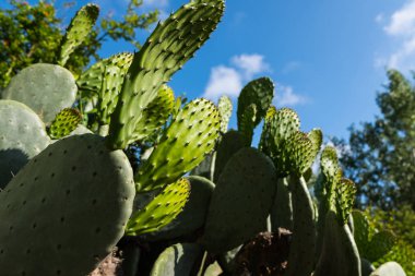 Güneşli bir günde bir inciri kaktüsün üstüne yeşil yastıkları.