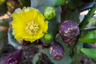 Bahar sarı çiçek çiçek meyve ile Opuntia ficus-indica kaktüsün üstüne.