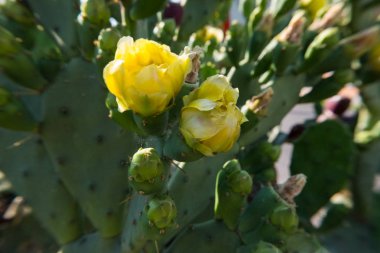 Bahar sarı çiçek çiçeklenme bir inciri kaktüsün üstüne.