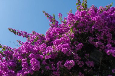 Begonviller içinde belgili tanımlık geçmiş mavi gökyüzü ile.
