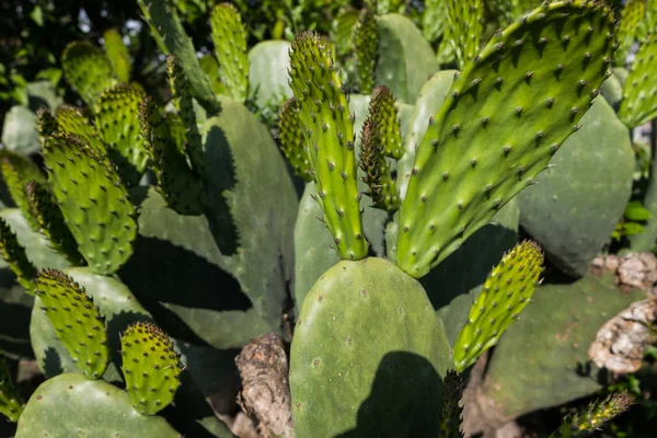 Zöld párna egy fügekaktusz kaktusz Opuntia ficus-indica. — Stock Fotó