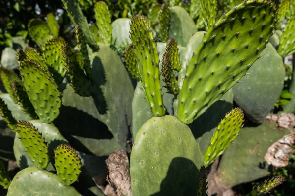 Almofadas verdes em uma pera espinhosa cacto Opuntia ficus-indica . — Fotografia de Stock