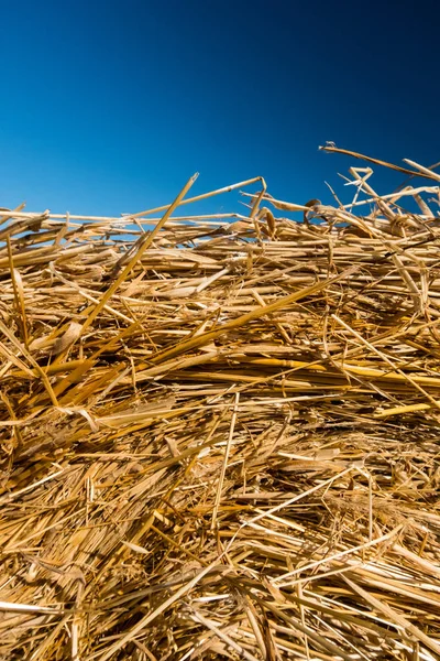 Hay texture with deep blue sky. Vertical view. — Stock Photo, Image
