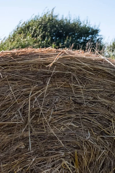 Close-up of hay bale texture. — Stock Photo, Image