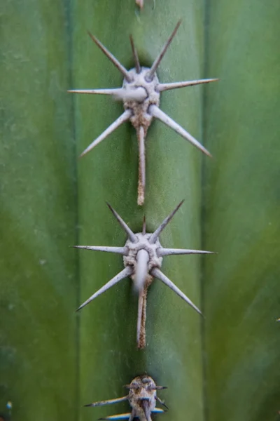 Närbild av fikonkaktus spines. — Stockfoto