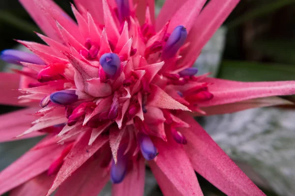 Close-up de uma flor de tocha flamejante . — Fotografia de Stock