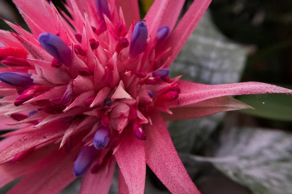 Detalhe de uma flor Billbergia pyramidalis . — Fotografia de Stock