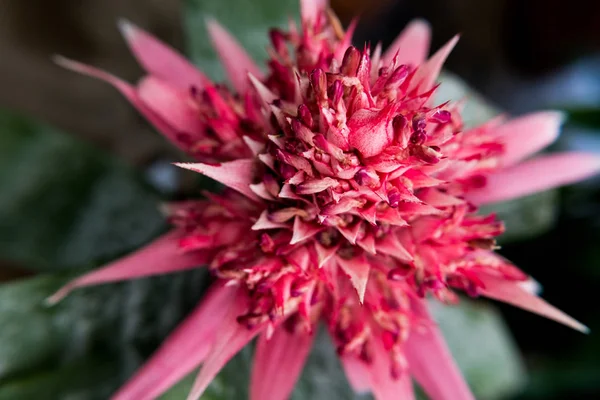 Όμορφη φύση φόντο ένα Bromeliad είδη λουλουδιού. — Φωτογραφία Αρχείου
