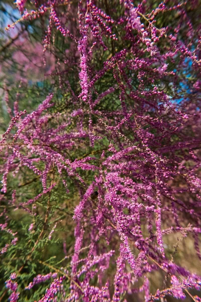 A wild rózsaszín tamariska vagy Tamarix. — Stock Fotó