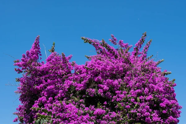부겐빌레아 꽃 나무 푸른 하늘 배경. — 스톡 사진