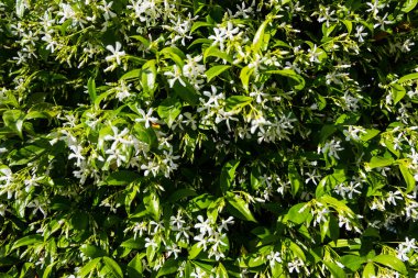 Yasemin çiçeği duvar duvar kağıdı.