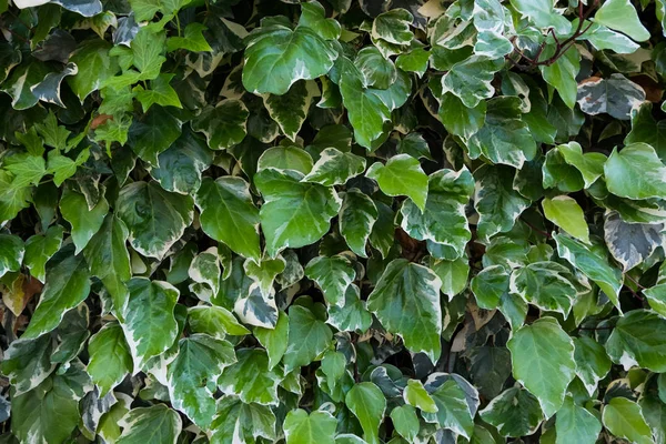 Het patroon van de muur van het groene leaft. Achtergrond van de natuur. — Stockfoto