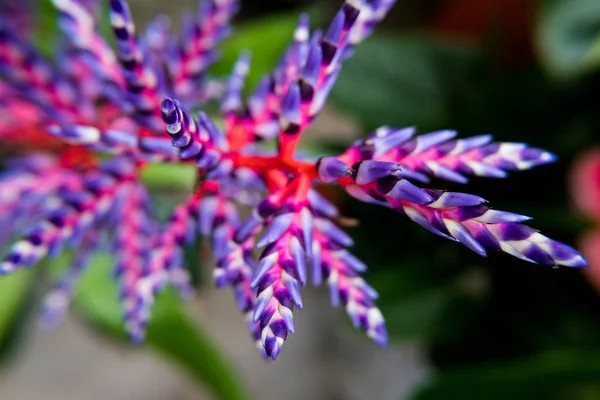 Fleur de pluie bleu Aechmea. — Photo