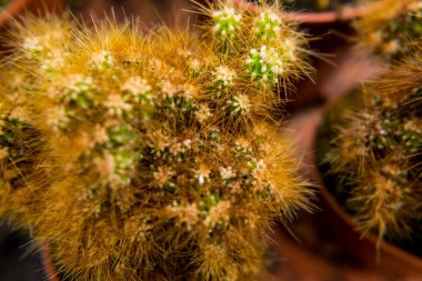 Sarı dikenler ve bir vazoda beyaz çiçekler ile küçük kaktüs.