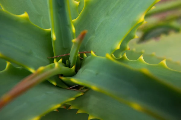 Aloe vera plant.